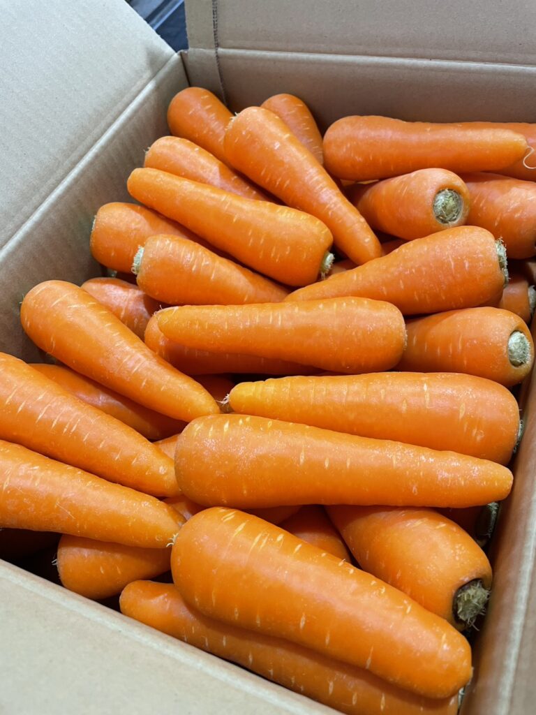 たくさんの春人参